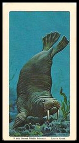 35 Walrus
